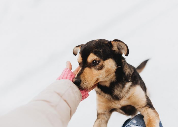 A small dog standing on its hind legs, sniffing a the hand of a Village Green apartments resident.