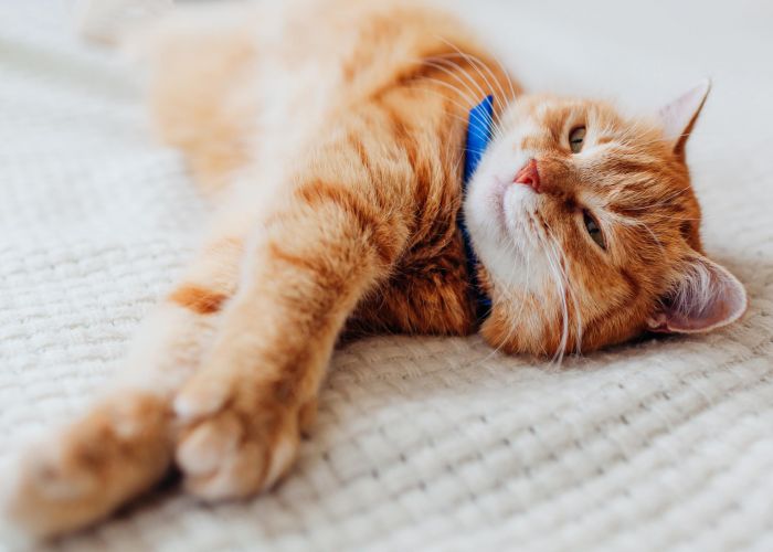 Ginger cat with a blue collar lying on a white blanket, looking relaxed at Village Green apartments.